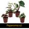 Show in main carousel: ReptiFauna Large Tropical 2-in Pot Live Plant, 9 count slide 6 of 10
