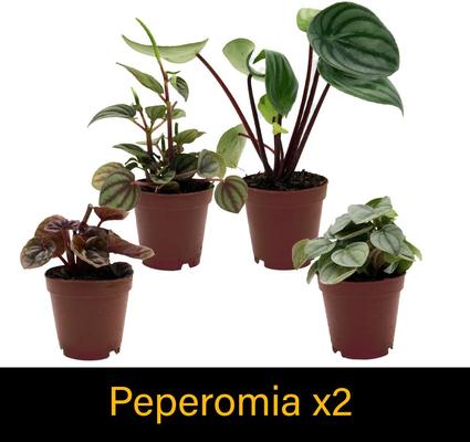 Show full view: ReptiFauna Large Tropical 2-in Pot Live Plant, 9 count slide 6 of 10