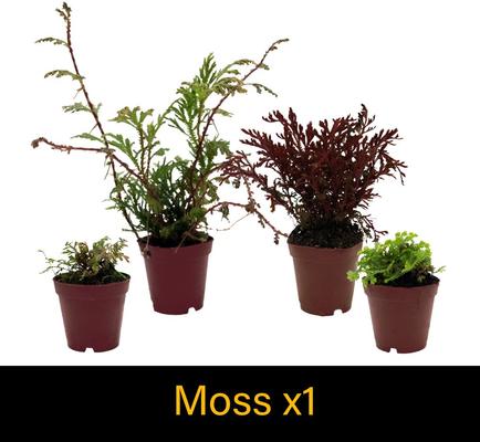 Show full view: ReptiFauna Large Tropical 2-in Pot Live Plant, 9 count slide 8 of 10