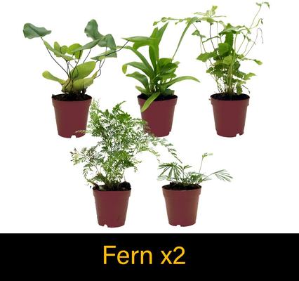 Show full view: ReptiFauna Large Tropical 2-in Pot Live Plant, 9 count slide 9 of 10