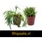 Show in main carousel: ReptiFauna Large Tropical 2-in Pot Live Plant, 9 count slide 5 of 10