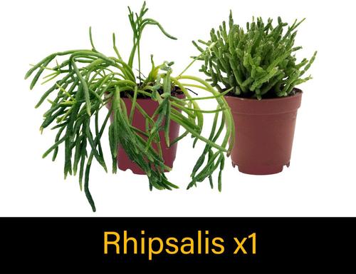 Show full view: ReptiFauna Large Tropical 2-in Pot Live Plant, 9 count slide 5 of 10