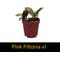 Show in main carousel: ReptiFauna Large Tropical 2-in Pot Live Plant, 9 count slide 7 of 10