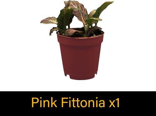 Show full view: ReptiFauna Large Tropical 2-in Pot Live Plant, 9 count slide 7 of 10