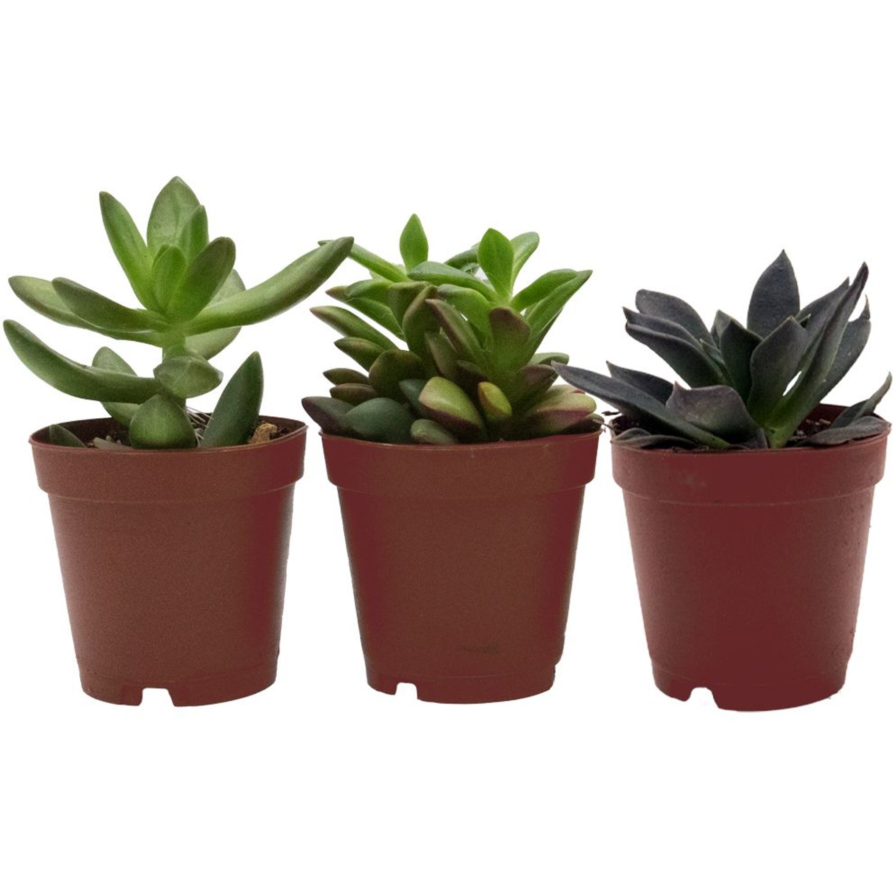 ReptiFauna Leopard Gecko 2-in Pot Live Plant, 3 count