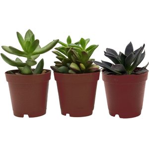 ReptiFauna Leopard Gecko 2-in Pot Live Plant, 3 count