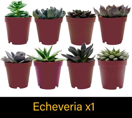 Show full view: ReptiFauna Leopard Gecko 2-in Pot Live Plant, 3 count slide 5 of 5