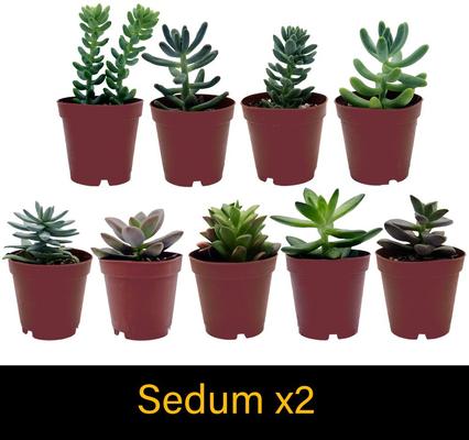 Show full view: ReptiFauna Leopard Gecko 2-in Pot Live Plant, 3 count slide 4 of 5