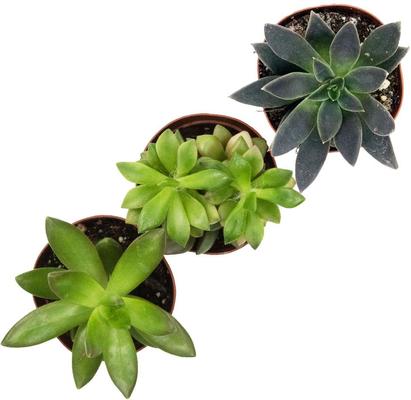 Show full view: ReptiFauna Leopard Gecko 2-in Pot Live Plant, 3 count slide 3 of 5