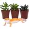 Show in main carousel: ReptiFauna Leopard Gecko 2-in Pot Live Plant, 3 count slide 2 of 5