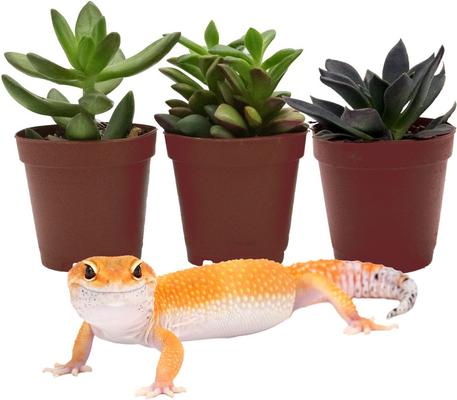 Show full view: ReptiFauna Leopard Gecko 2-in Pot Live Plant, 3 count slide 2 of 5
