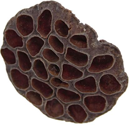 Show full view: ReptiFauna Lotus Pods Reptile Substrate, 3 count slide 4 of 7