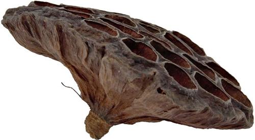 Show full view: ReptiFauna Lotus Pods Reptile Substrate, 3 count slide 6 of 7