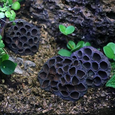 Show full view: ReptiFauna Lotus Pods Reptile Substrate, 3 count slide 7 of 7