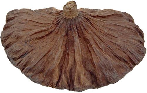 Show full view: ReptiFauna Lotus Pods Reptile Substrate, 3 count slide 5 of 7