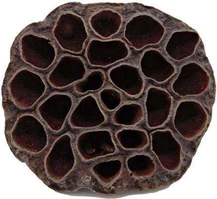 Show full view: ReptiFauna Lotus Pods Reptile Substrate, 3 count slide 3 of 7