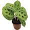 Show in main carousel: ReptiFauna Maranta Tropical Live Plant, 2-in Pot slide 1 of 6