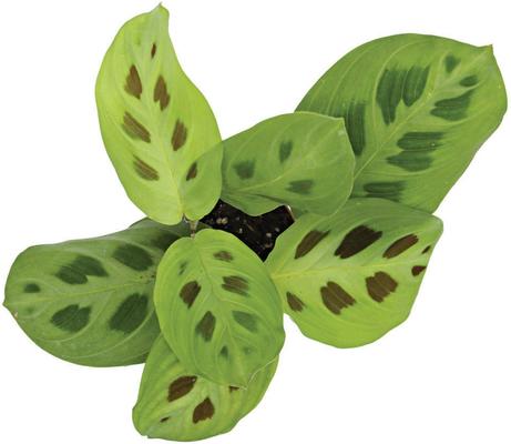 Show full view: ReptiFauna Maranta Tropical Live Plant, 2-in Pot slide 6 of 6
