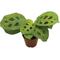 Show in main carousel: ReptiFauna Maranta Tropical Live Plant, 2-in Pot slide 2 of 6