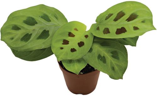Show full view: ReptiFauna Maranta Tropical Live Plant, 2-in Pot slide 2 of 6