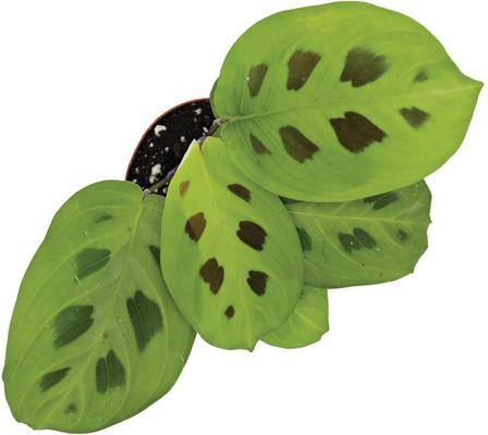 Show full view: ReptiFauna Maranta Tropical Live Plant, 2-in Pot slide 3 of 6