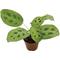 Show in main carousel: ReptiFauna Maranta Tropical Live Plant, 2-in Pot slide 4 of 6