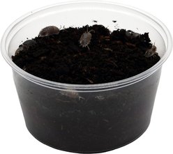 ReptiFauna Milkback Isopod, 16-oz, 10 count slide 2 of 6