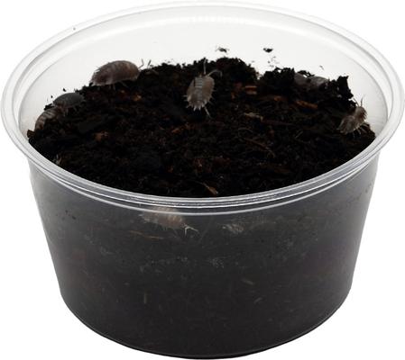 Show full view: ReptiFauna Milkback Isopod, 16-oz, 10 count slide 5 of 6