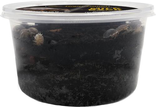 Show full view: ReptiFauna Milkback Isopod, 16-oz, 10 count slide 6 of 6