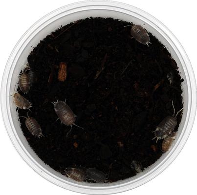 Show full view: ReptiFauna Milkback Isopod, 16-oz, 10 count slide 3 of 6