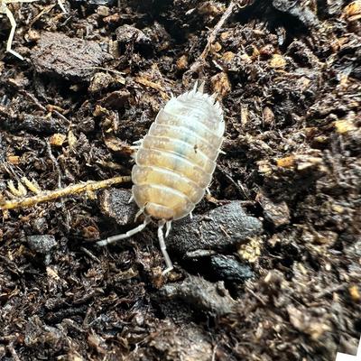 Show full view: ReptiFauna Milkback Isopod, 16-oz, 10 count slide 2 of 6