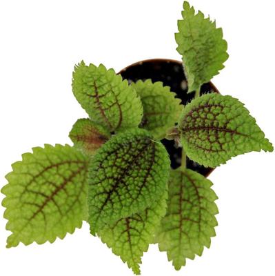 Show full view: ReptiFauna Moon Valley Pilea Tropical 2-in Pot Live Plant, 1 count slide 2 of 6