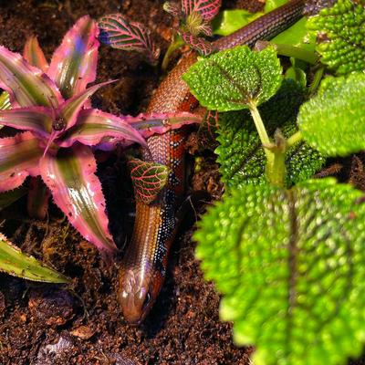 Show full view: ReptiFauna Moon Valley Pilea Tropical 2-in Pot Live Plant, 1 count slide 3 of 6