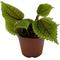 Show in main carousel: ReptiFauna Moon Valley Pilea Tropical 2-in Pot Live Plant, 1 count slide 4 of 6