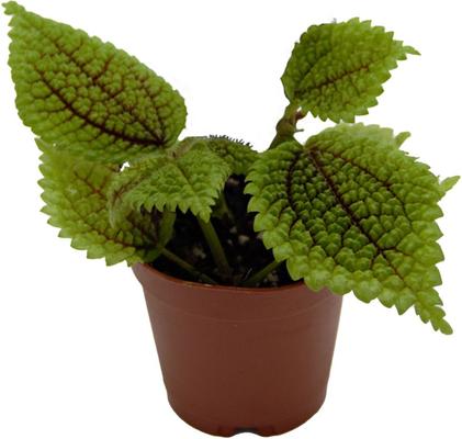 Show full view: ReptiFauna Moon Valley Pilea Tropical 2-in Pot Live Plant, 1 count slide 4 of 6