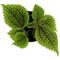 Show in main carousel: ReptiFauna Moon Valley Pilea Tropical 2-in Pot Live Plant, 1 count slide 5 of 6