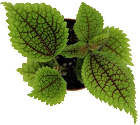 Show full view: ReptiFauna Moon Valley Pilea Tropical 2-in Pot Live Plant, 1 count slide 5 of 6