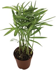 ReptiFauna Neanthe Bella Palm Tropical Live Plant, 2-in Pot
