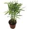 Show in main carousel: ReptiFauna Neanthe Bella Palm Tropical Live Plant, 2-in Pot slide 1 of 5