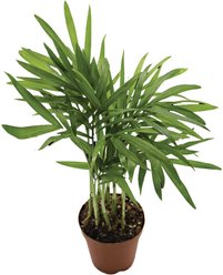ReptiFauna Neanthe Bella Palm Tropical Live Plant, 2-in Pot slide 2 of 5