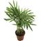 Show in main carousel: ReptiFauna Neanthe Bella Palm Tropical Live Plant, 2-in Pot slide 5 of 5
