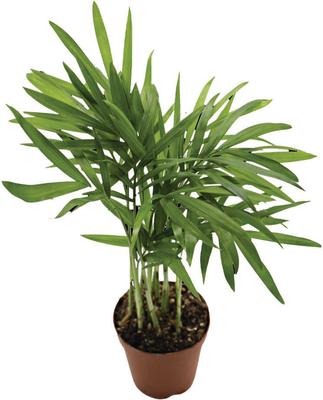 Show full view: ReptiFauna Neanthe Bella Palm Tropical Live Plant, 2-in Pot slide 5 of 5