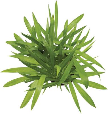 Show full view: ReptiFauna Neanthe Bella Palm Tropical Live Plant, 2-in Pot slide 2 of 5