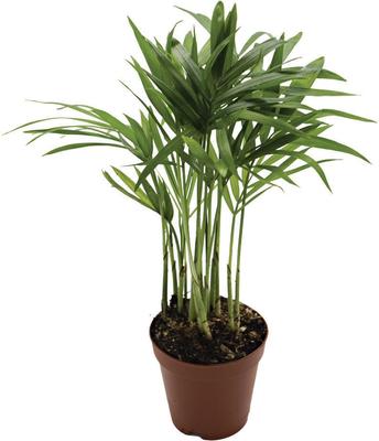 Show full view: ReptiFauna Neanthe Bella Palm Tropical Live Plant, 2-in Pot slide 3 of 5