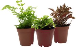 ReptiFauna Newt 2-in Pot Live Plant, 3 count