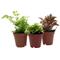 Show in main carousel: ReptiFauna Newt 2-in Pot Live Plant, 3 count slide 1 of 5