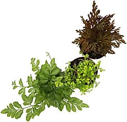 ReptiFauna Newt 2-in Pot Live Plant, 3 count slide 2 of 5