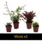 Show in main carousel: ReptiFauna Newt 2-in Pot Live Plant, 3 count slide 4 of 5