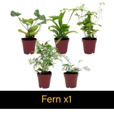 Show full view: ReptiFauna Newt 2-in Pot Live Plant, 3 count slide 5 of 5