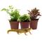 Show in main carousel: ReptiFauna Newt 2-in Pot Live Plant, 3 count slide 2 of 5